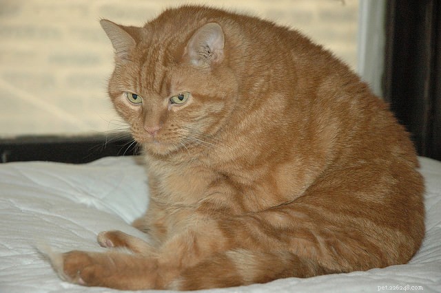 10 Proven Tips for a Healthier Skin and Lush Coat in Your Cat