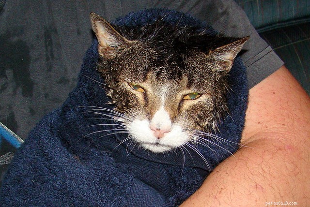 10 Proven Tips for a Healthier Skin and Lush Coat in Your Cat
