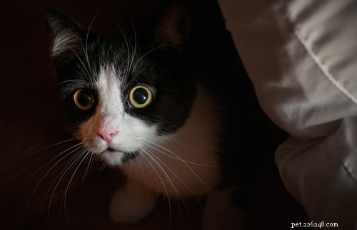 5 Ways to Extend Your Cat’s Life: Avoid These Common Mistakes