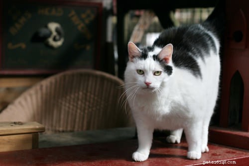 5 Ways to Extend Your Cat’s Life: Avoid These Common Mistakes