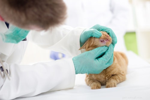 5 Ways to Extend Your Cat’s Life: Avoid These Common Mistakes
