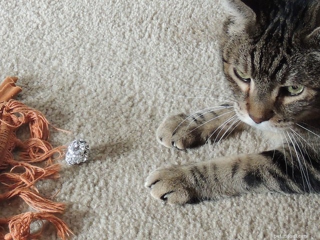 Top 9 Choking Hazards Every Cat Owner Should Avoid
