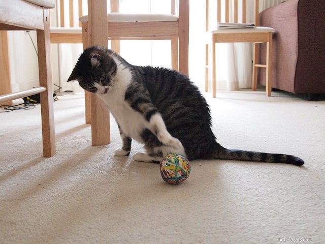 Top 9 Choking Hazards Every Cat Owner Should Avoid