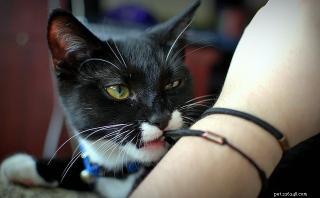 Top 9 Choking Hazards Every Cat Owner Should Avoid