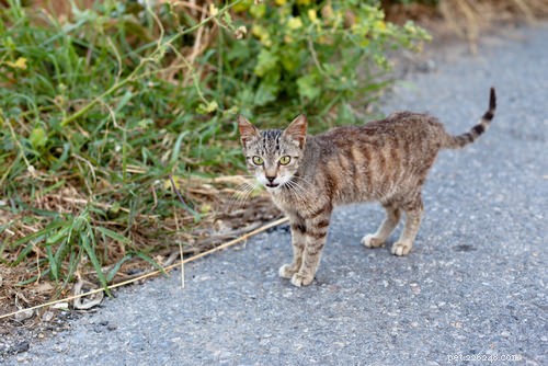 5 Key Signs Your Cat Has Hyperthyroidism
