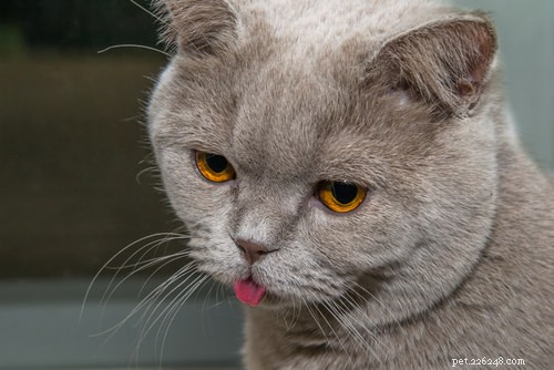5 Key Signs Your Cat Has Hyperthyroidism
