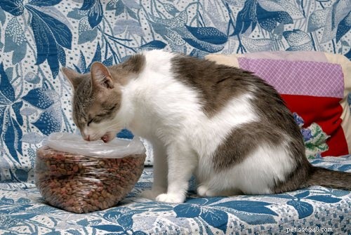 5 Key Signs Your Cat Has Hyperthyroidism