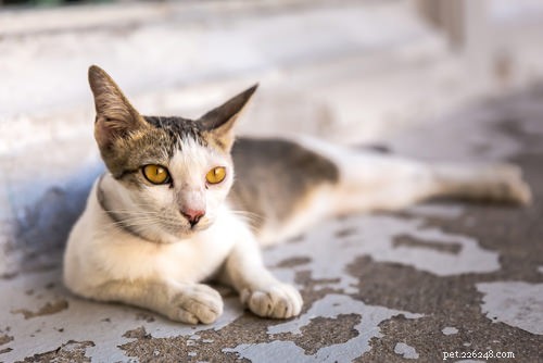 10 Early Warning Signs of Feline Kidney Disease