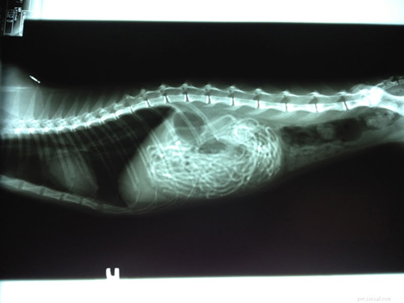 5 Astonishing Cat X‑Rays That Reveal Hidden Health Risks