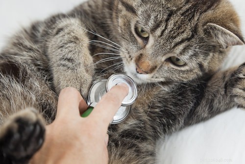 10 Early Warning Signs of Feline Kidney Disease