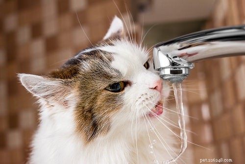 10 Early Warning Signs of Feline Kidney Disease