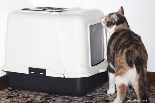 10 Early Warning Signs of Feline Kidney Disease