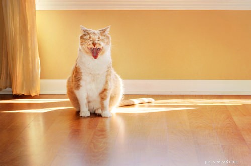 10 Key Symptoms of Feline Immunodeficiency Virus (FIV) to Watch For
