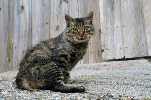 10 Key Symptoms of Feline Immunodeficiency Virus (FIV) to Watch For