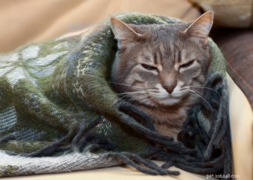 10 Key Symptoms of Feline Immunodeficiency Virus (FIV) to Watch For