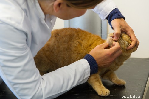 10 Clear Signs Your Cat May Have Feline Leukemia Virus (FeLV)