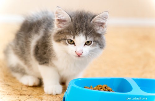10 Key Symptoms of Feline Immunodeficiency Virus (FIV) to Watch For
