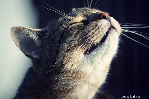 10 Key Symptoms of Feline Immunodeficiency Virus (FIV) to Watch For