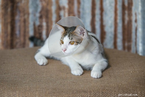 10 Key Symptoms of Feline Immunodeficiency Virus (FIV) to Watch For