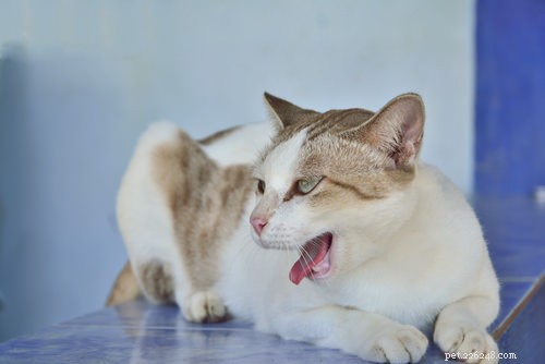 10 Clear Signs Your Cat May Have Feline Leukemia Virus (FeLV)