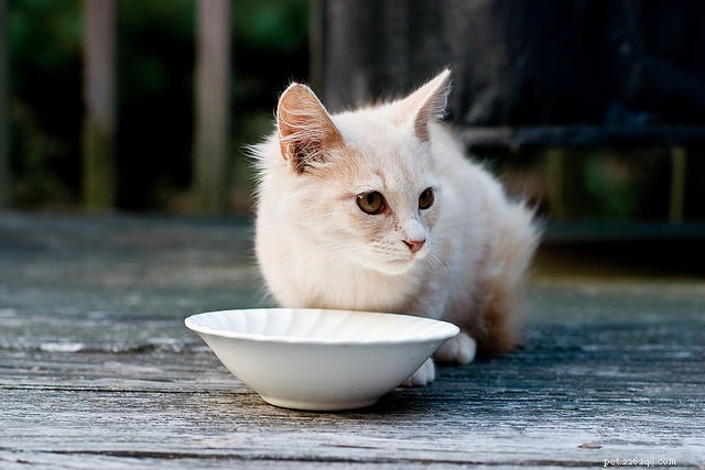 10 Clear Signs Your Cat May Have Feline Leukemia Virus (FeLV)