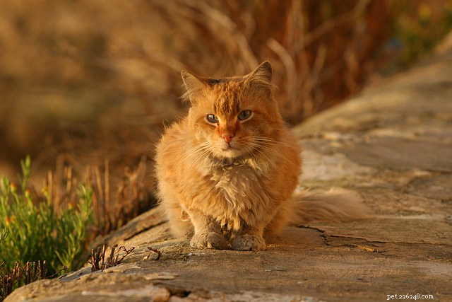 10 Clear Signs Your Cat May Have Feline Leukemia Virus (FeLV)