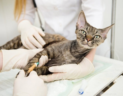 10 Clear Signs Your Cat May Have Feline Leukemia Virus (FeLV)