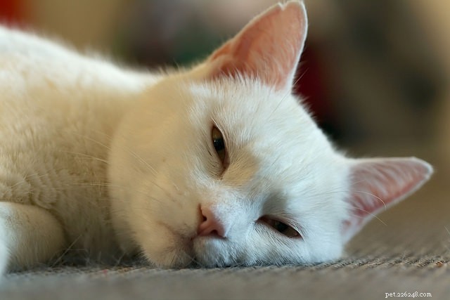10 Clear Signs Your Cat May Have Feline Leukemia Virus (FeLV)