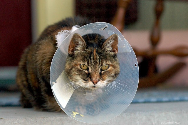 10 Clear Signs Your Cat May Have Feline Leukemia Virus (FeLV)