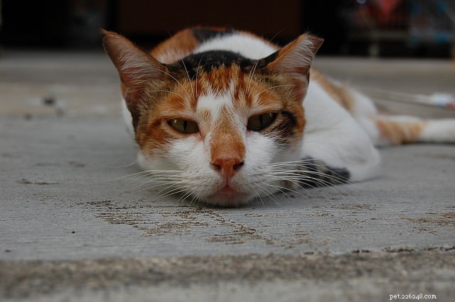 10 Clear Signs Your Cat May Have Feline Leukemia Virus (FeLV)