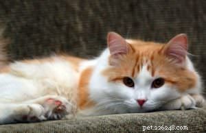 Ask a Vet: How to Choose the Best Cat Food for Your Feline