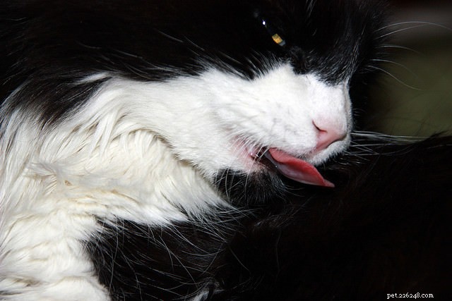 Hairball Awareness Day: Natural Remedies to Prevent Cat Hairballs