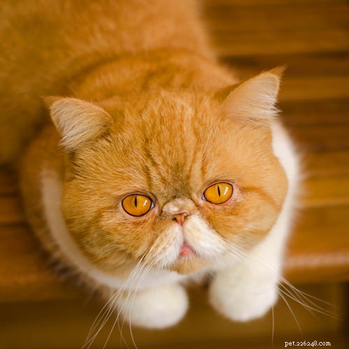 7 Cat Breeds Most Likely to Require Frequent Vet Visits