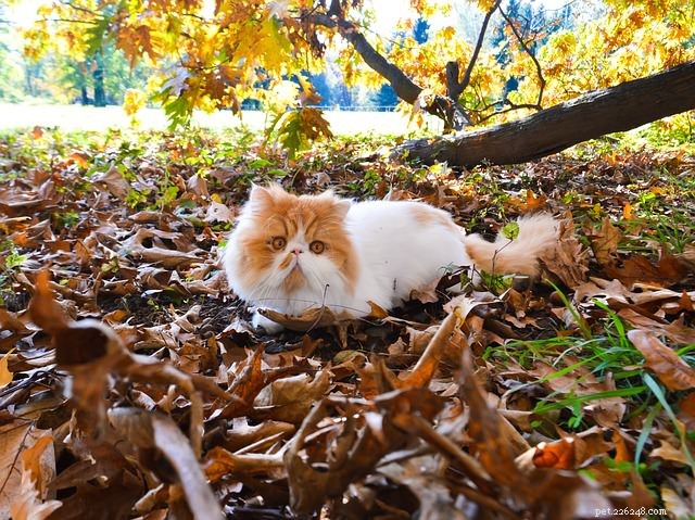 7 Cat Breeds Most Likely to Require Frequent Vet Visits