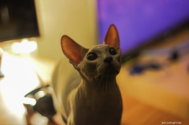 7 Cat Breeds Most Likely to Require Frequent Vet Visits
