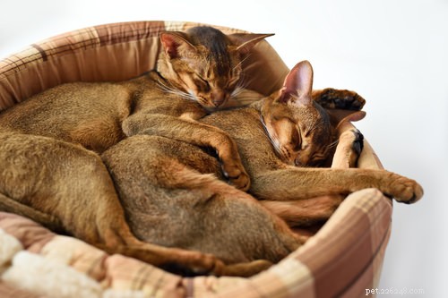 7 Cat Breeds Most Likely to Require Frequent Vet Visits