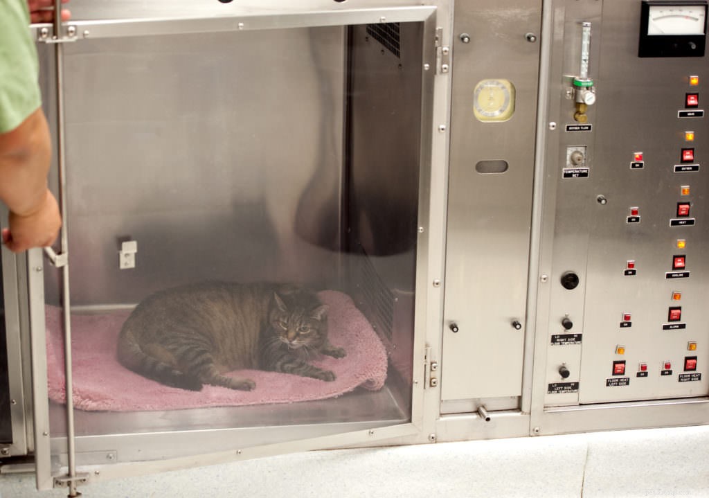 Performing CPR on Your Cat: Expert Steps for Lifesaving Care