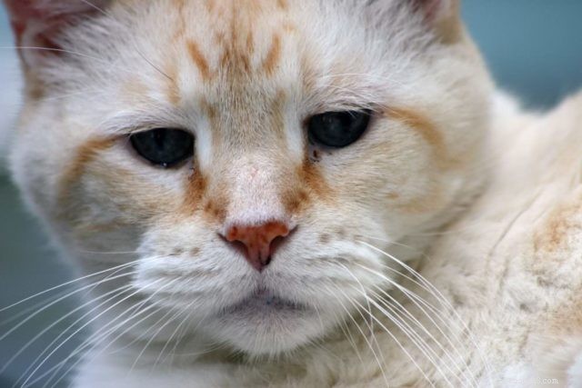 Understanding Depression in Cats: Signs, Causes, and Care
