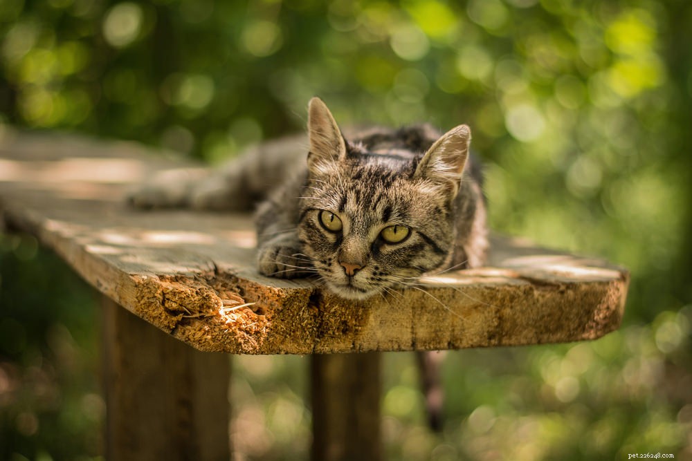 Understanding Depression in Cats: Signs, Causes, and Care