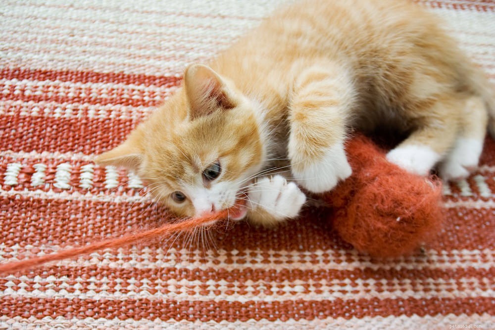 How to Handle Cat Choking Emergencies: Quick Steps to Save Your Pet