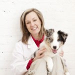 Veterinarian Guide: Key Symptoms of Cat Diabetes to Watch For