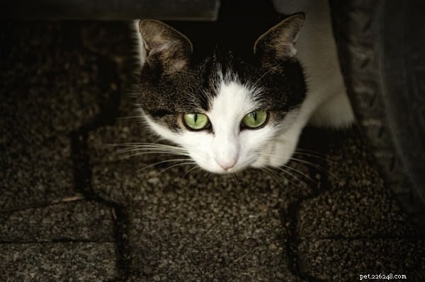 7 Clear Signs Your Cat Is Experiencing Anxiety