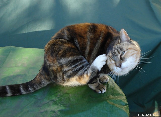 6 Common Causes of Itchy Skin in Cats