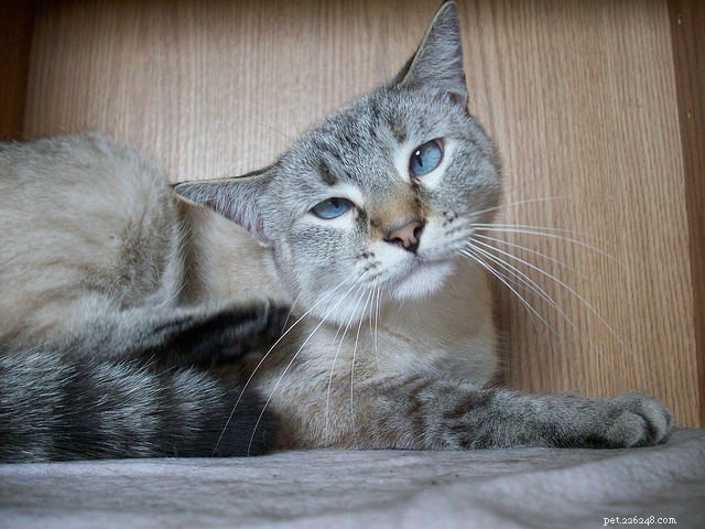 6 Common Causes of Itchy Skin in Cats