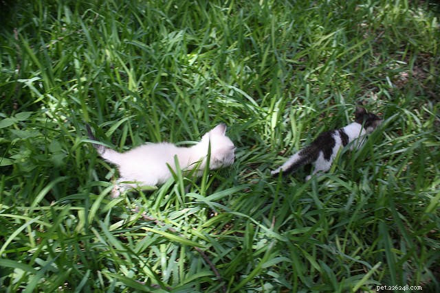 Why Kittens Nurse Objects & How to Stop It Safely