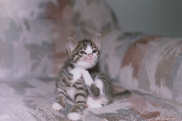 6 Common Causes of Itchy Skin in Cats
