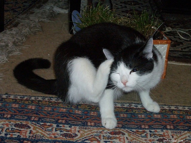 6 Common Causes of Itchy Skin in Cats