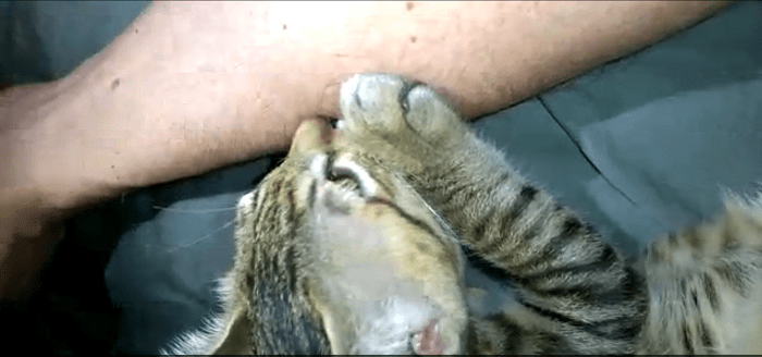 Why Kittens Nurse Objects & How to Stop It Safely
