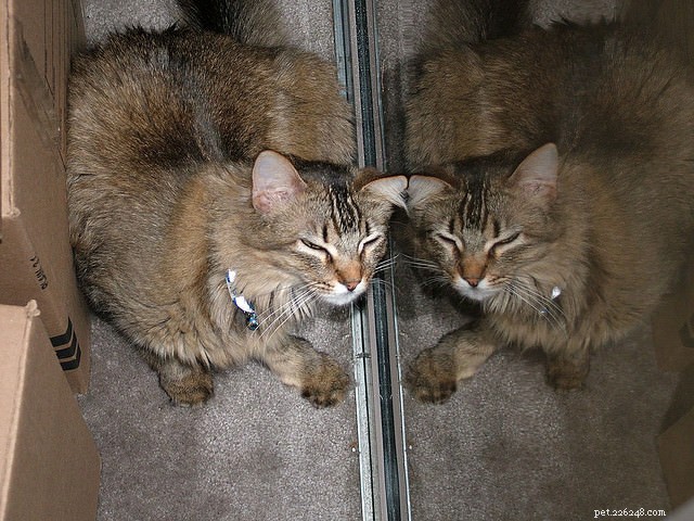 6 Common Causes of Itchy Skin in Cats