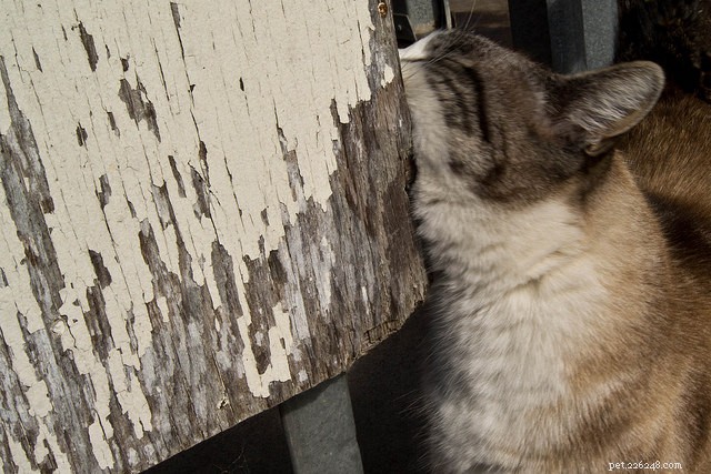 6 Common Causes of Itchy Skin in Cats